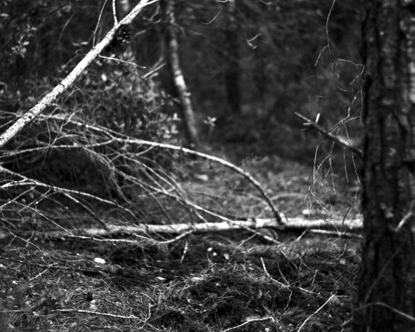 Cuento de otoño (I-III)