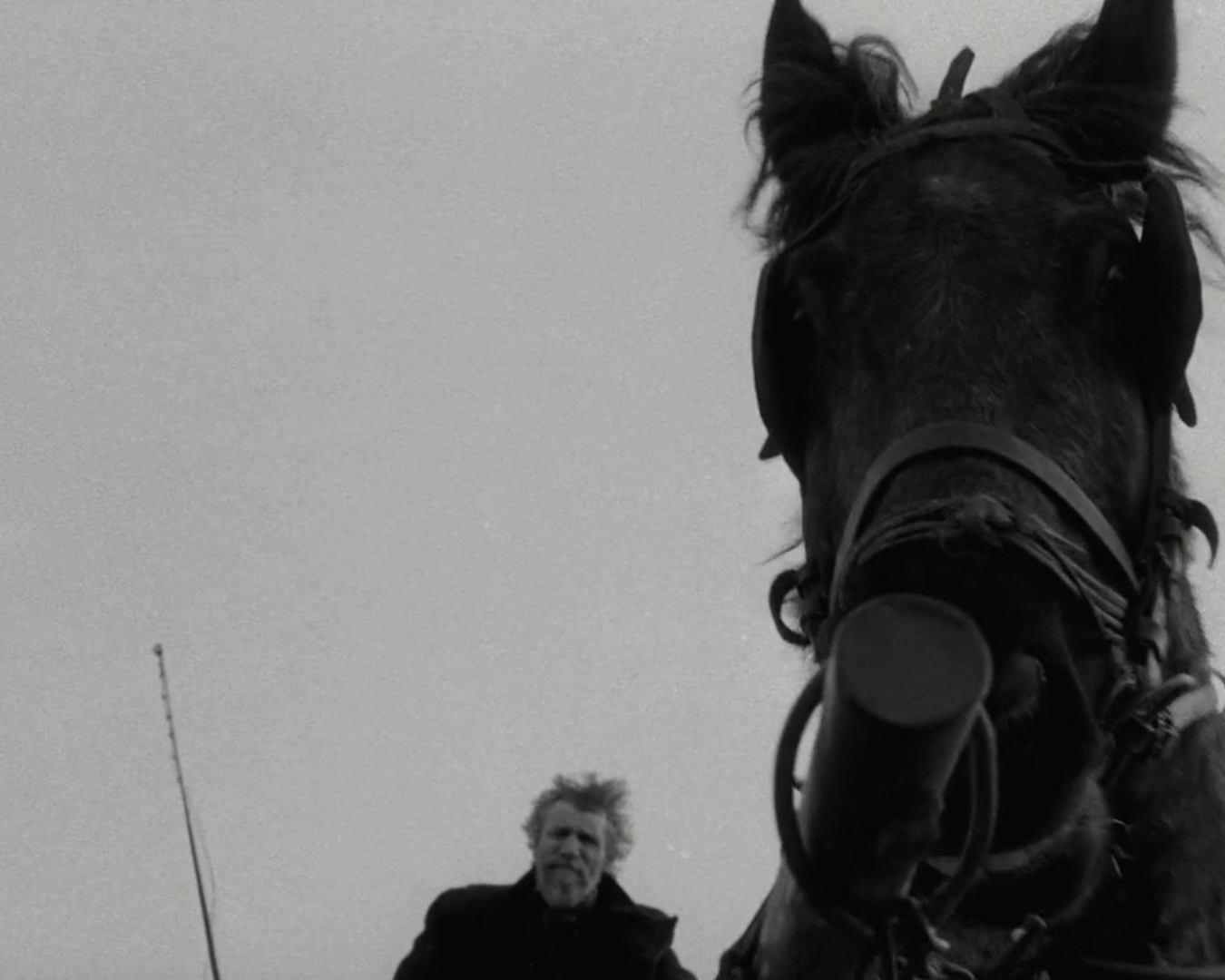 El caballo de Turín